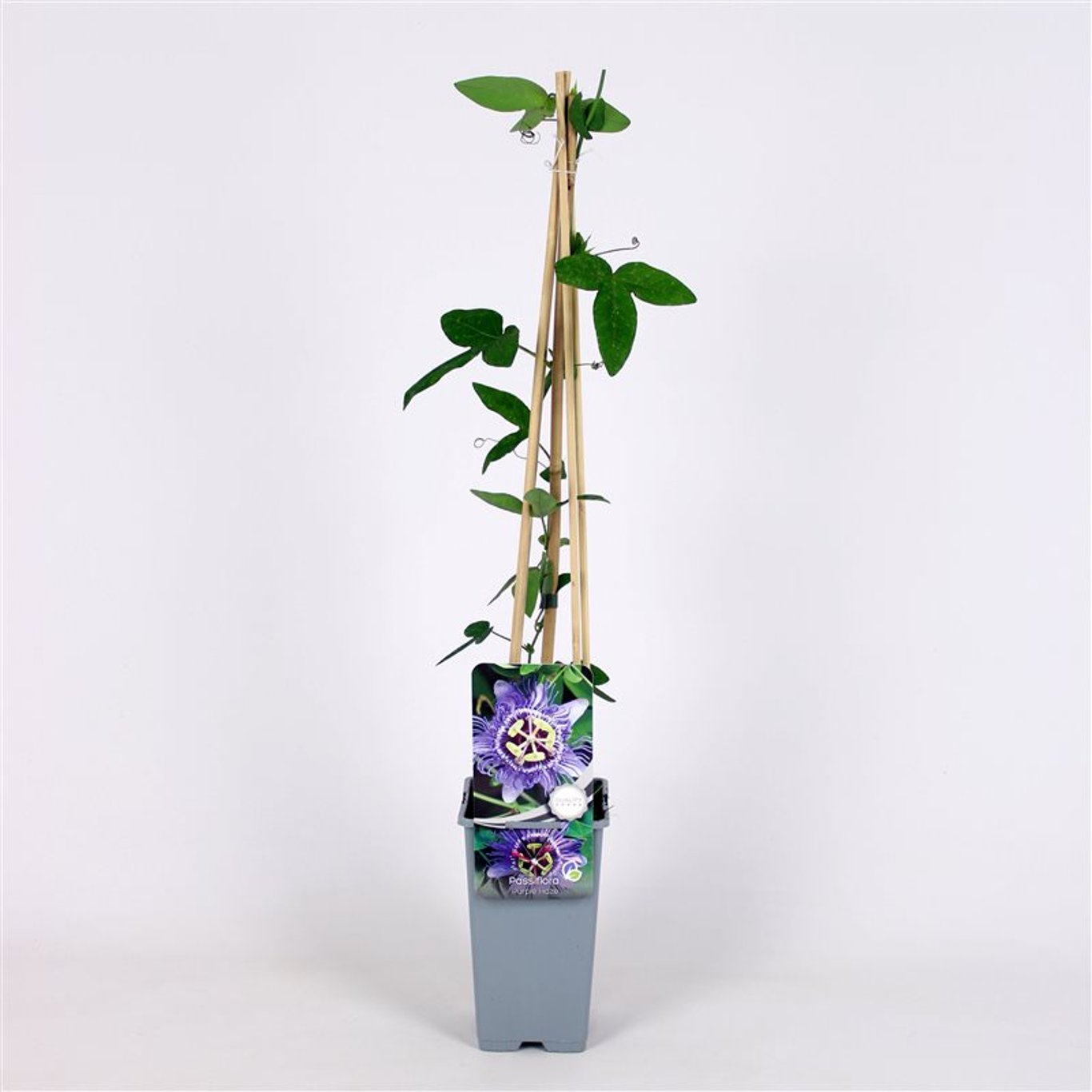 Passiflora 'Purple Haze' - C2 70/+ CM